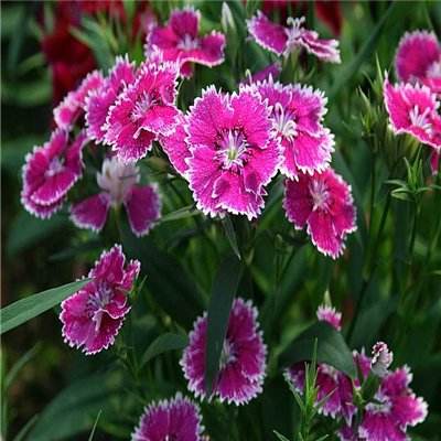 246天天好彩下载手机版